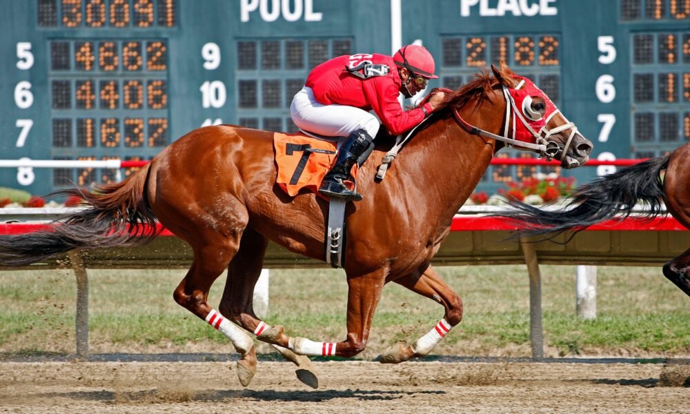 baeza horse