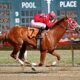sanctified definition baeza horse
