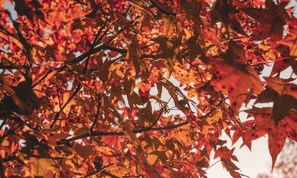 fall color palette