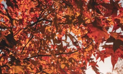 fall color palette
