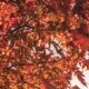 fall color palette