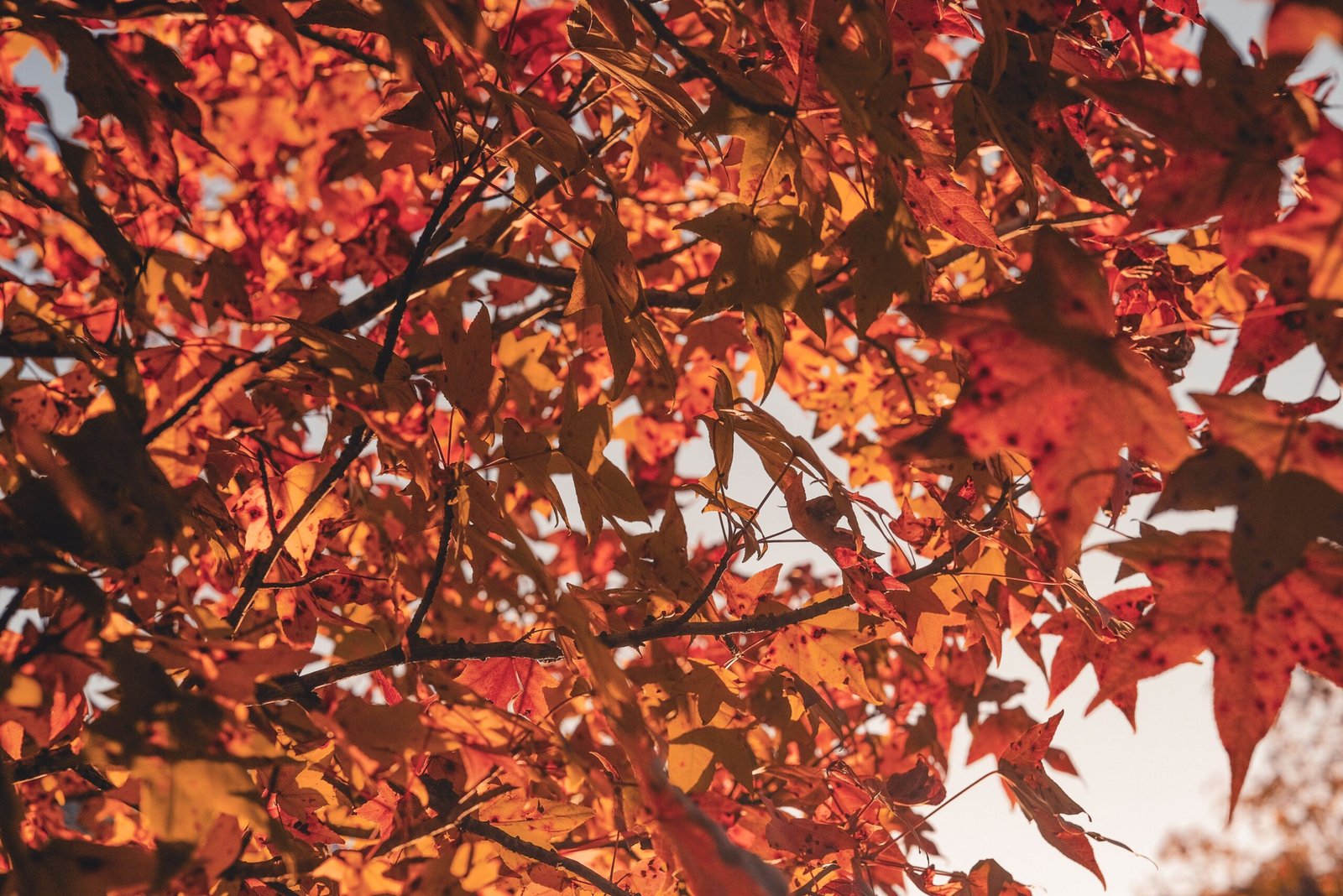 fall color palette