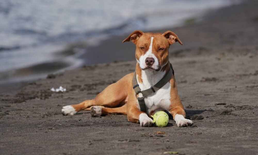 pitbull docksin mix