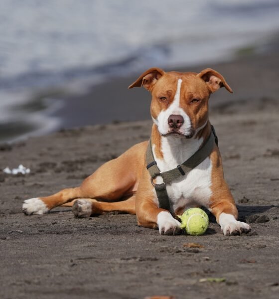 pitbull docksin mix