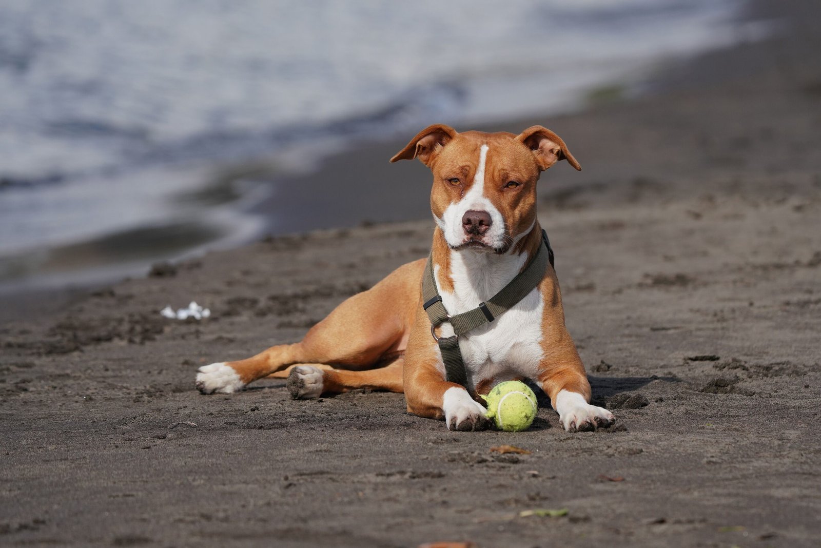 sanctified definition pitbull docksin mix